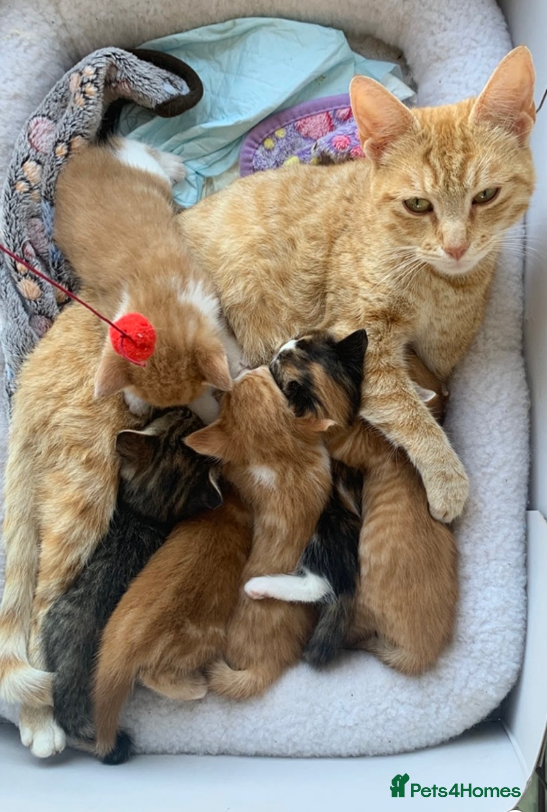 Mixed Breed cats for sale: Gorgeous Kittens Looking for New Homes  - Image 12