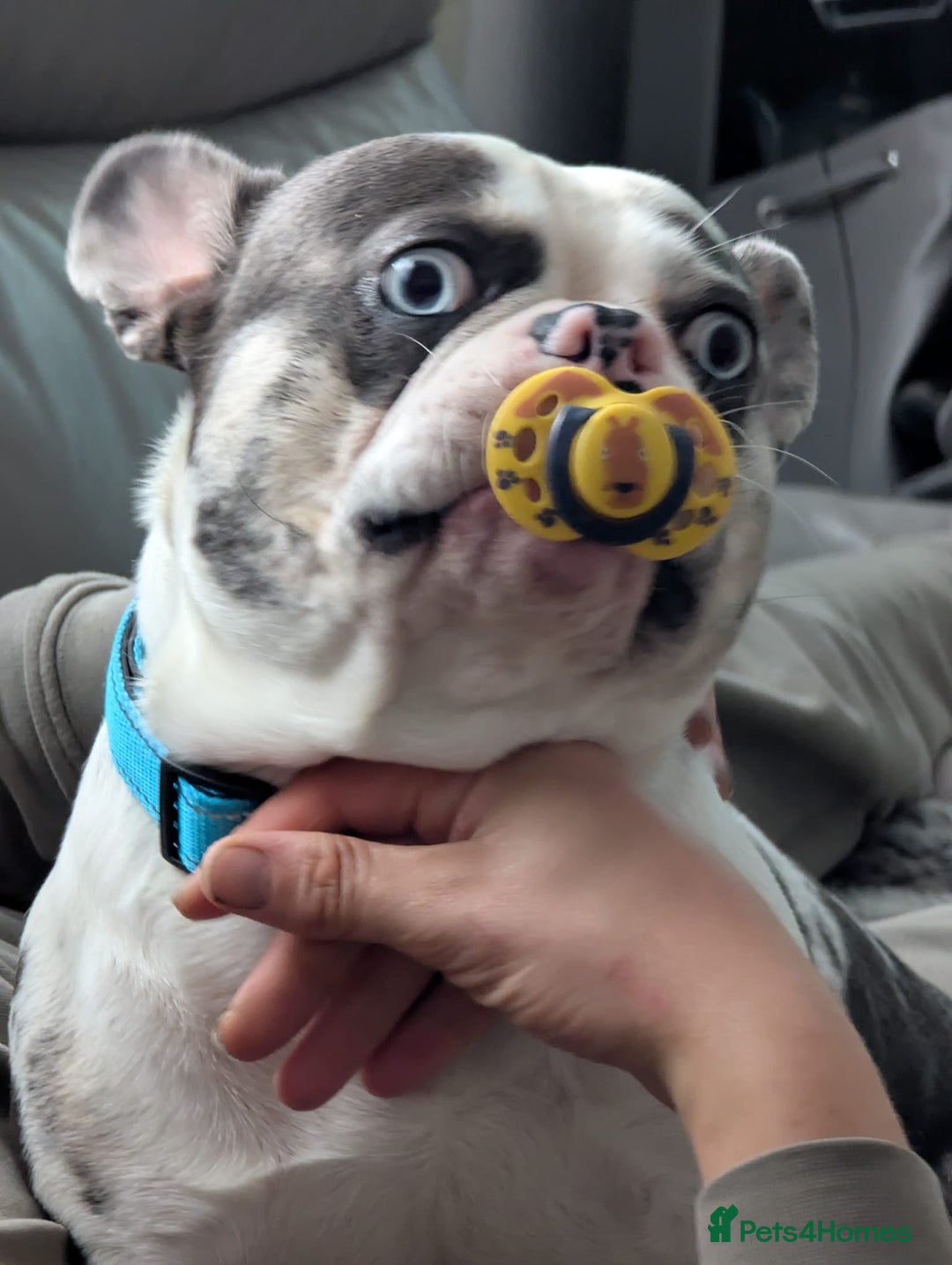 French Bulldog dogs for sale: UNIQUE 2 YEAR OLD MALE FRENCH BULLDOG (BLUE EYES)  - Advert 2