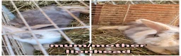 Lionhead rabbits for sale: Lop lionhead bunnies!  in Stockport - Advert 16
