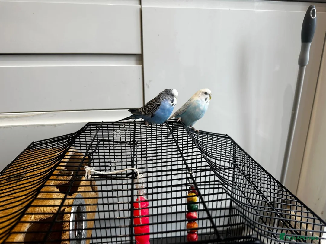 Budgerigars birds for sale: budgie - Advert 6