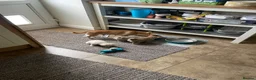 Pomchi dogs for sale: Pomchi puppies - Advert 4