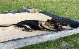 German Shepherd dogs for sale: 9m Female GSD - Image 2