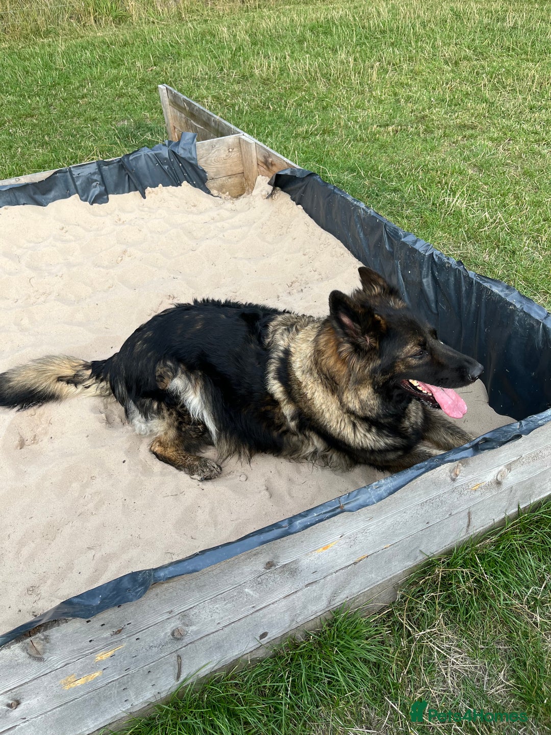 German Shepherd dogs for sale: 9m Female GSD - Image 2