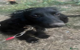 Mixed Breed dogs for sale: Milo spaniel cross jack russell pup - Image 5
