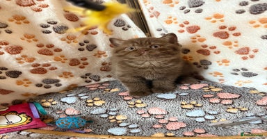 British Shorthair cats - Advert 4