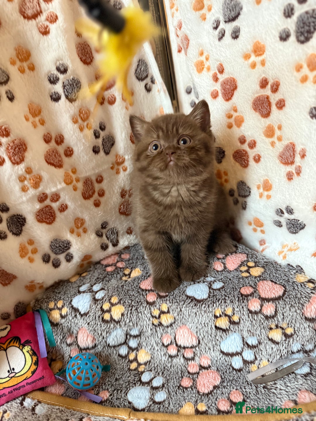 British Shorthair cats for sale: Champion Line British Shorthair Kittens - Image 9