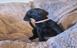 Labradoodle dogs for sale: Beautiful little Girl - Image 3