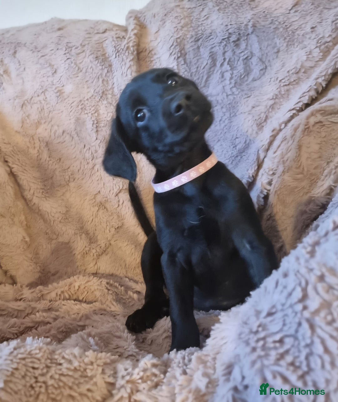 Labradoodle dogs for sale: Beautiful little Girl - Image 3