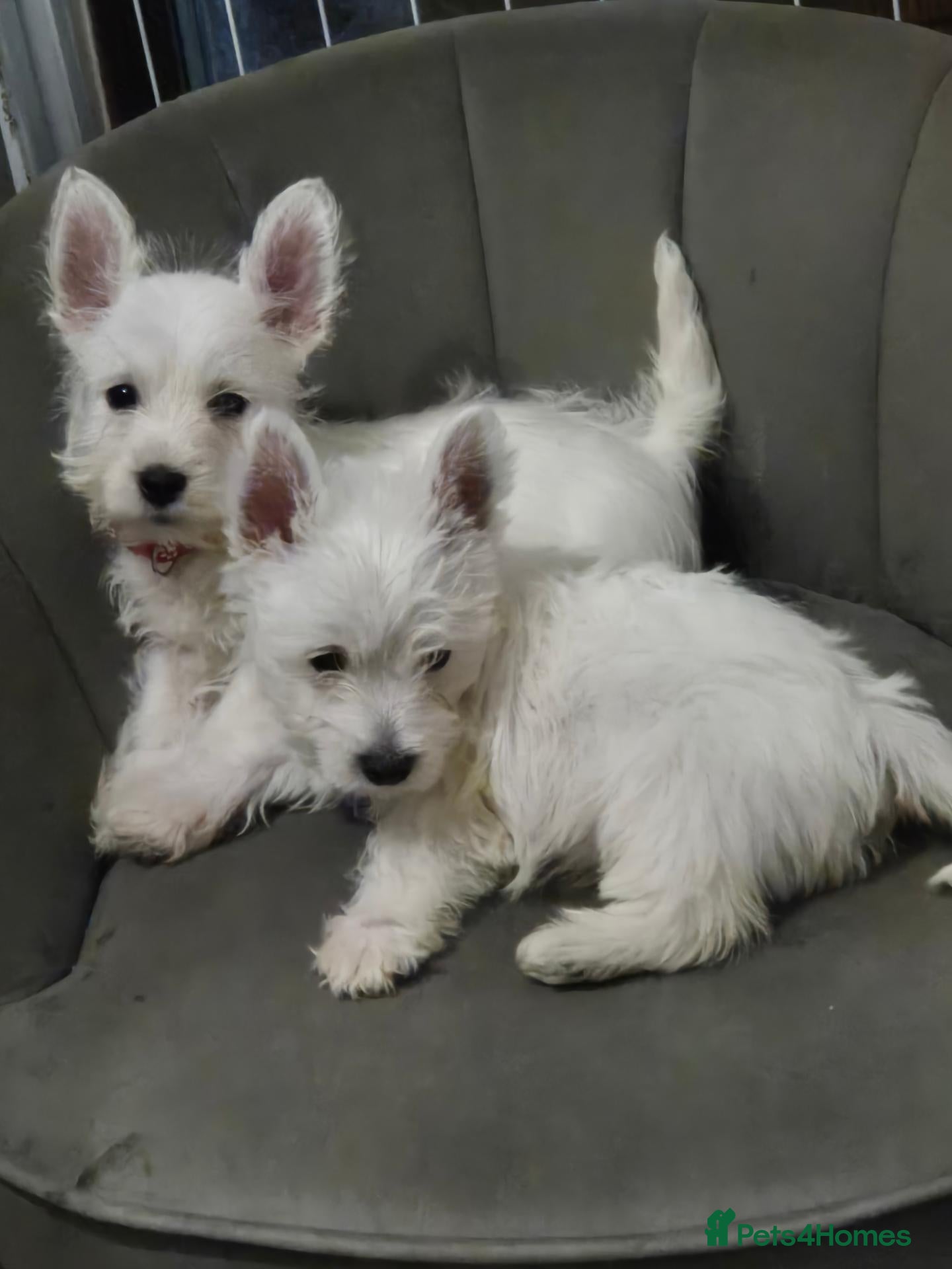 West Highland Terrier dogs 5 x boys 1x girl Westie puppies  - Advert 12