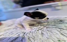 Chihuahua dogs for sale: Chihuahua  - Image 2