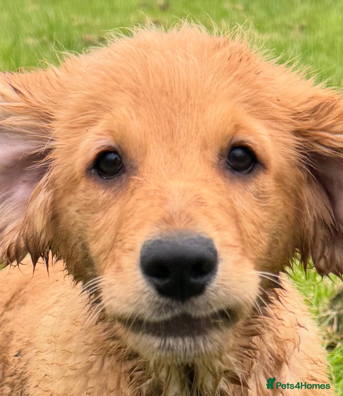 Golden Retriever dogs Health checked vaccinated Puppies - Advert 2