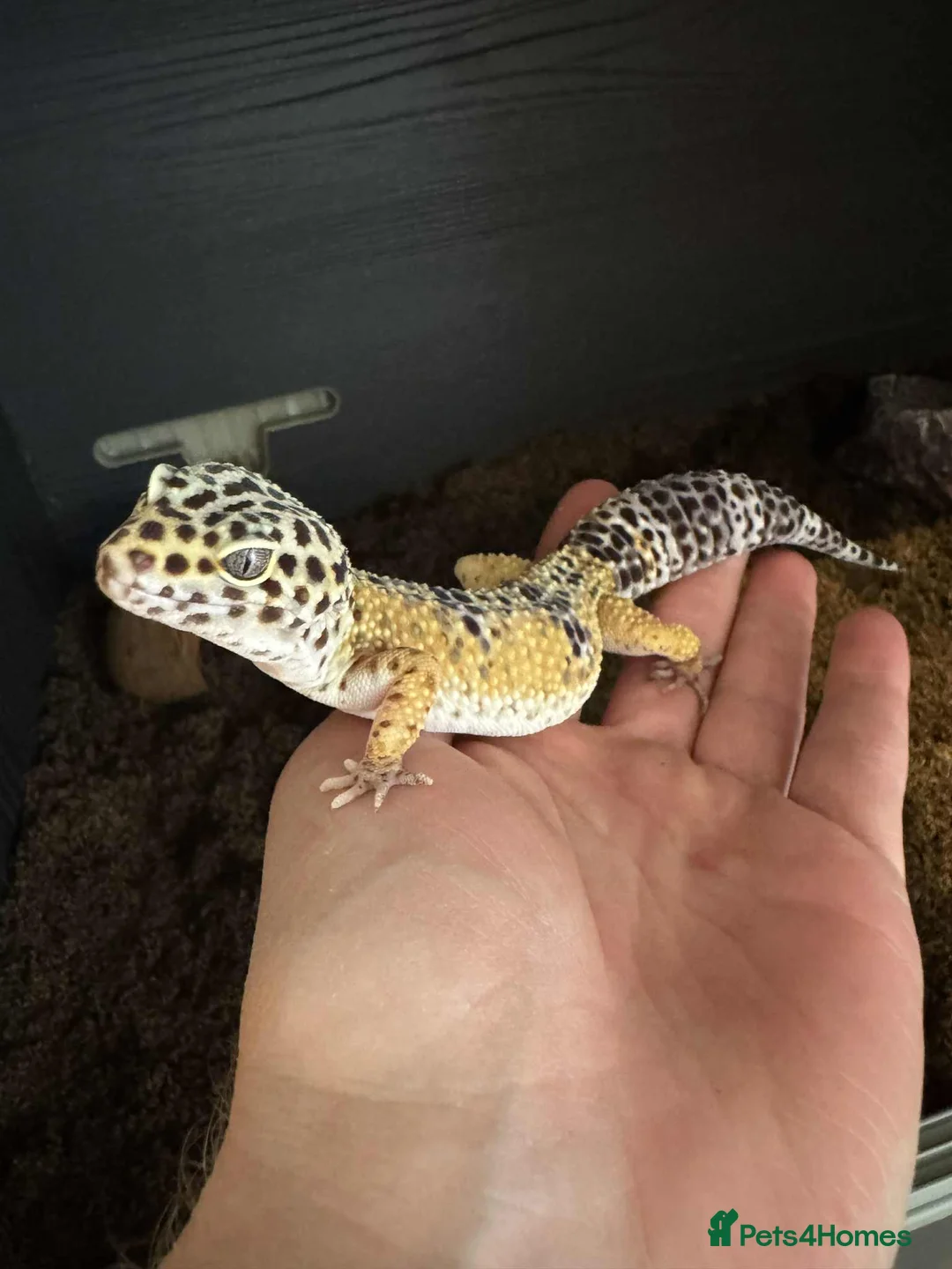 Leopard Gecko reptiles for sale: Leopard Gecko  - Advert 1