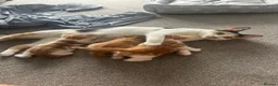 Mixed Breed cats for sale: Gorgeous, playful kittens for sale - Advert 1