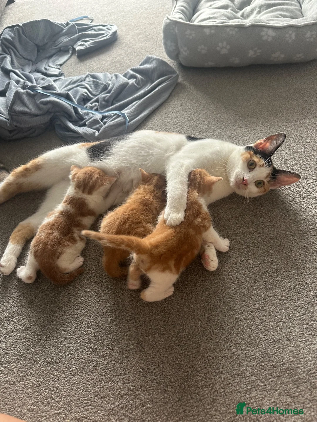 Mixed Breed cats for sale: Gorgeous, playful kittens for sale - Advert 1