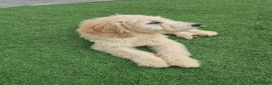 Goldendoodle Puppy 4