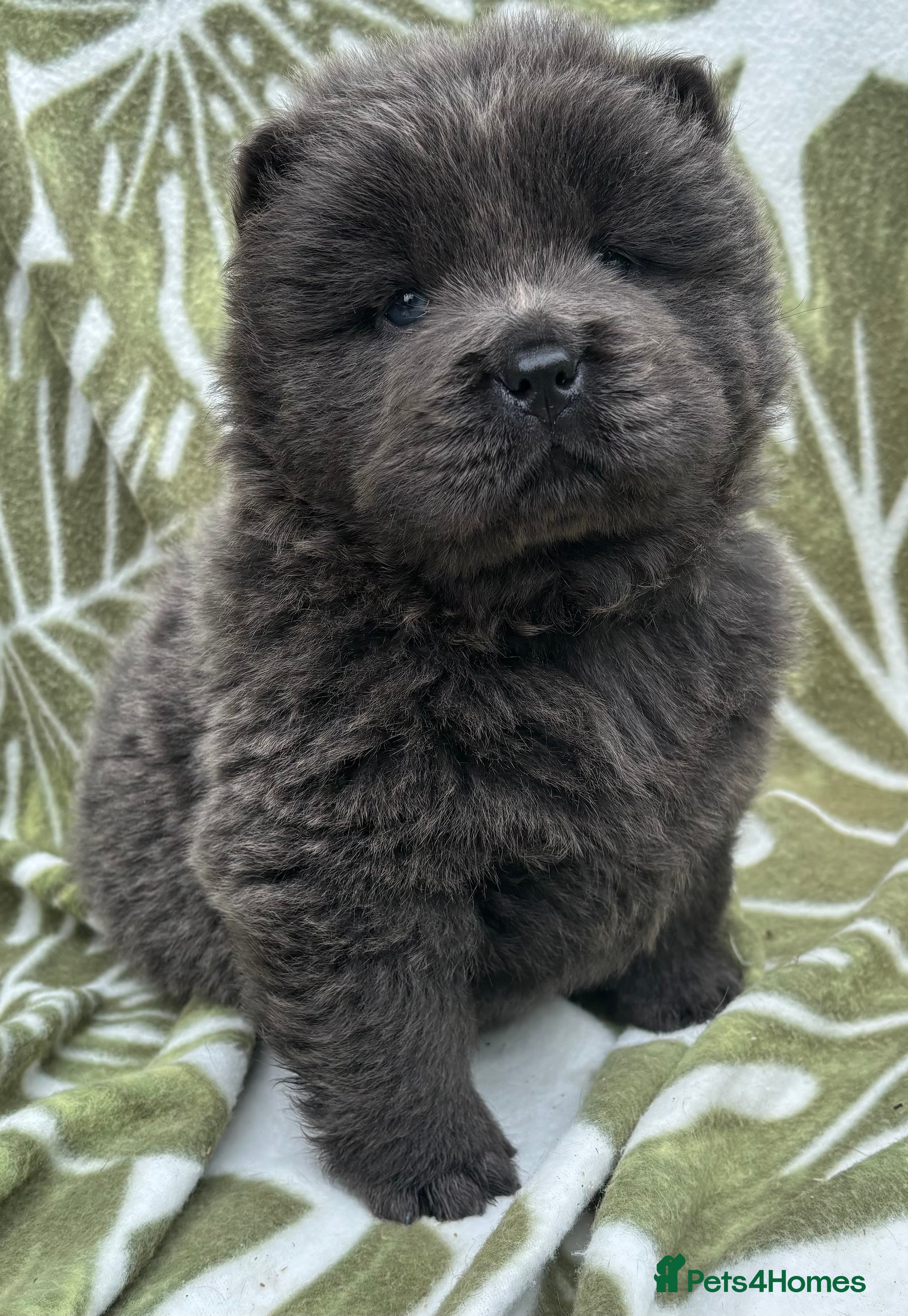 Chow Chow dogs Chow chow babies for sale - Advert 2