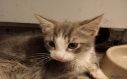 British Shorthair cats for sale: 1 female and male kitten  - Advert 5