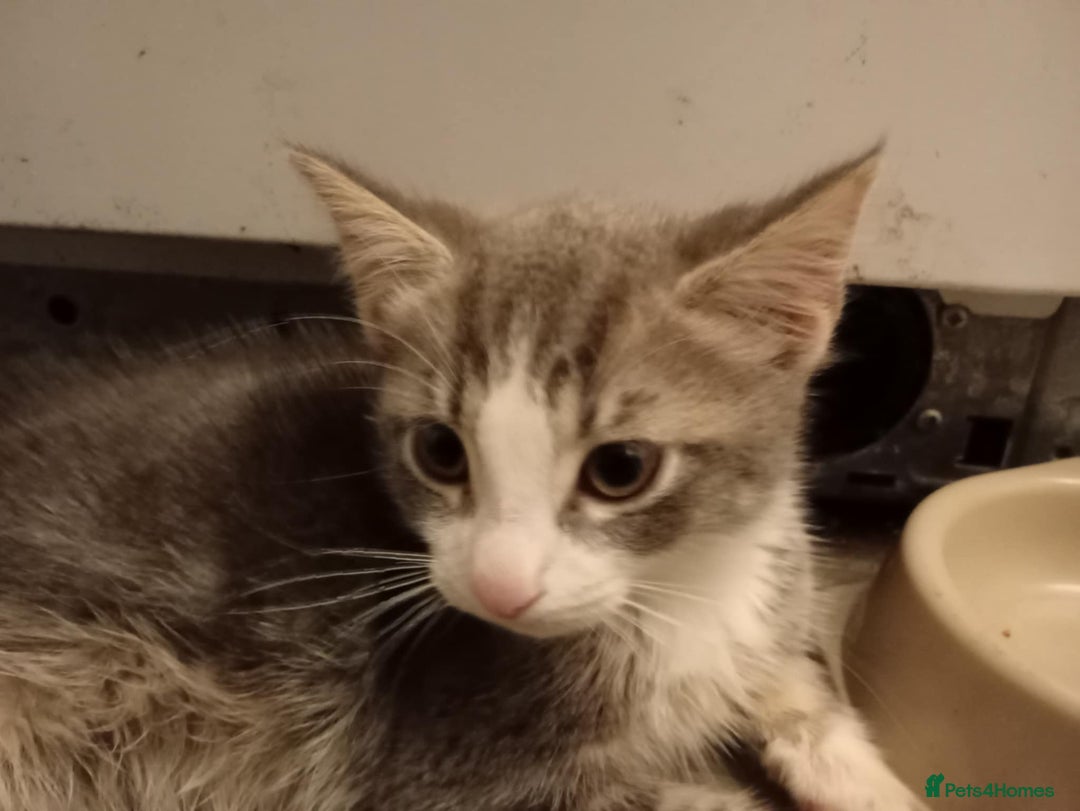 British Shorthair cats for sale: 1 female and male kitten  - Advert 5