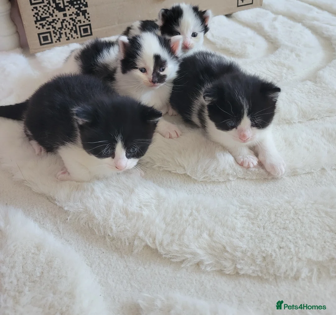 Mixed Breed cats for sale: 4 beautiful kittens looking for forever home - Advert 3