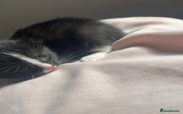 Bombay cats for sale: Kittens for sale  - Image 1