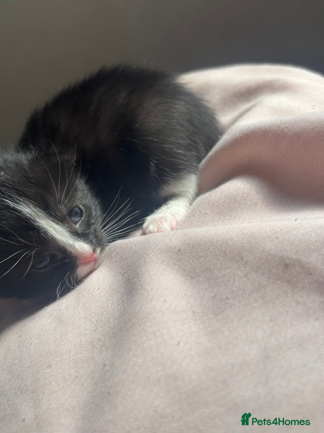 Bombay cats for sale: Kittens for sale  - Image 1