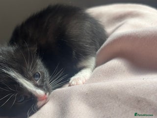 Bombay cats - Advert 6