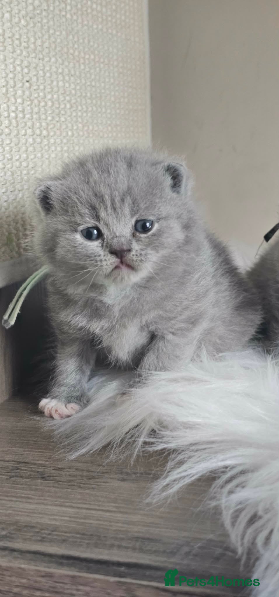 British Shorthair cats British Shorthair Kittens GCCF - Advert 2