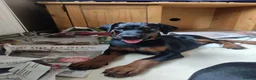 Dobermann dogs for sale: Adorable Doberman puppies  - Advert 14