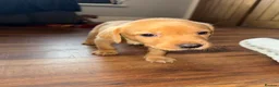 Labrador Retriever dogs for sale: Fox Red Labrador - Advert 15