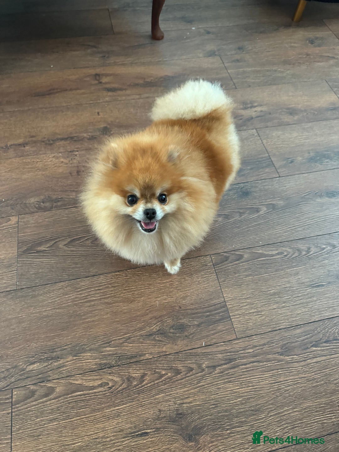 Pomeranian dogs for sale: Miniature Pomeranian Girl  - Advert 8