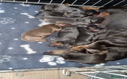 Miniature Dachshund dogs for sale: Beautiful miniature dachshunds for sale - Image 7