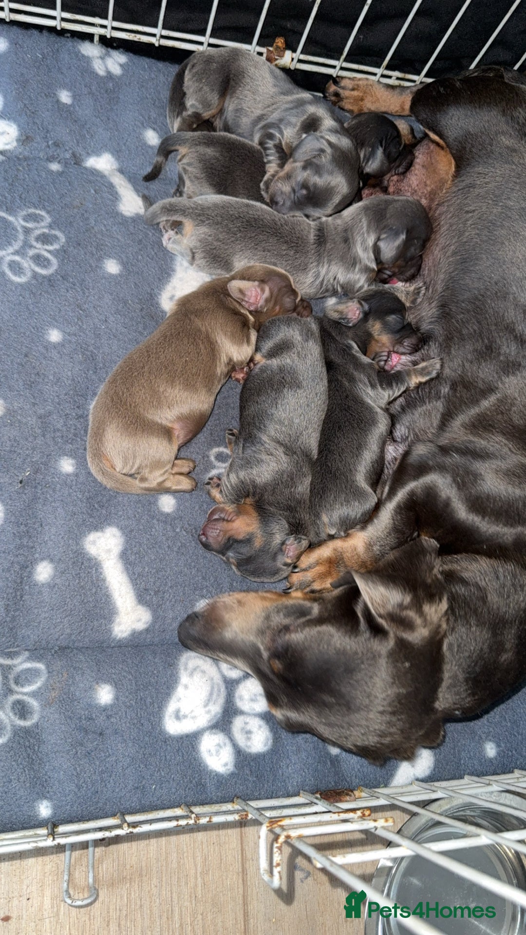Miniature Dachshund dogs for sale: Beautiful miniature dachshunds for sale - Image 7