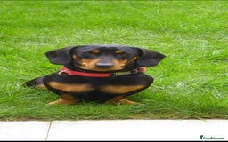Dachshund dogs for sale: Dachshund male - Image 2