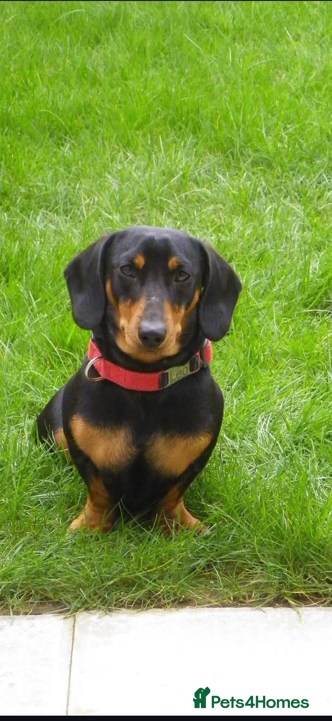 Dachshund dogs for sale: Dachshund male - Image 2