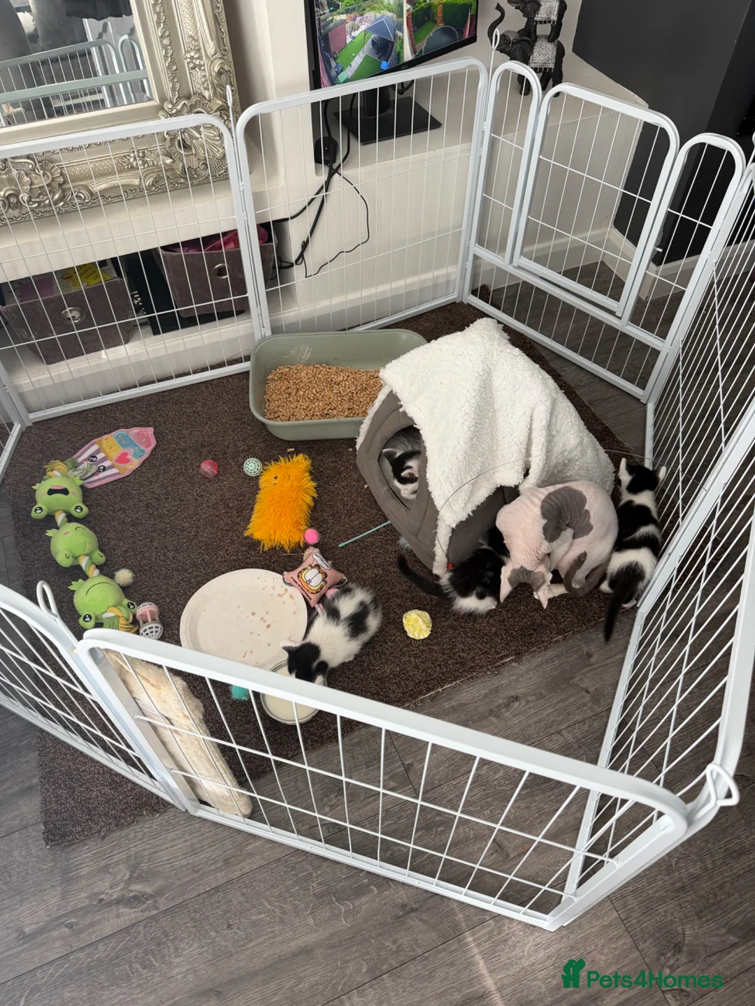 Mixed Breed cats for sale: Kittens  - Advert 2