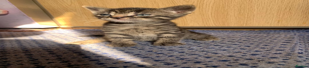 Domestic Shorthair Kitten 3