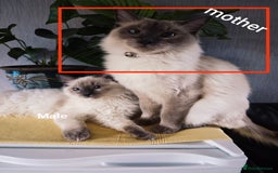 Ragdoll cats for sale: 2😻Ragdoll kittens 💕 - Image 24