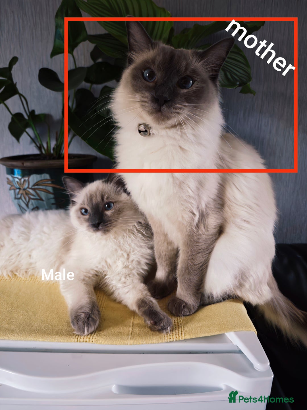 Ragdoll cats for sale: 2😻Ragdoll kittens 💕 - Image 24