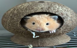 Hamster rodents for sale: Baby hamster - Image 12