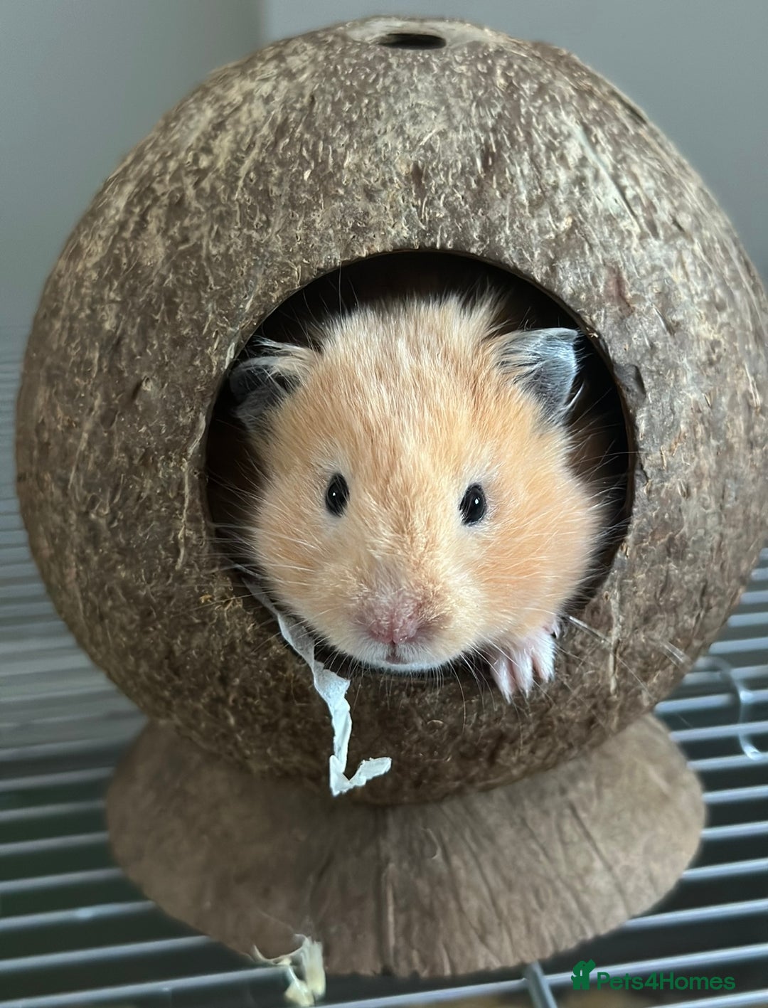 Hamster rodents for sale: Baby hamster - Image 12