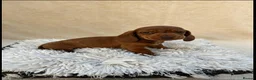 Miniature Dachshund dogs for sale: Dachshund 4 Boys available  - Advert 15