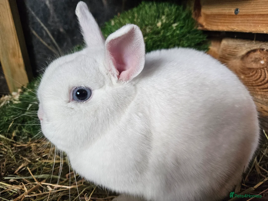 Netherland Dwarf rabbits for sale: Blue eyed white netherland - Advert 2