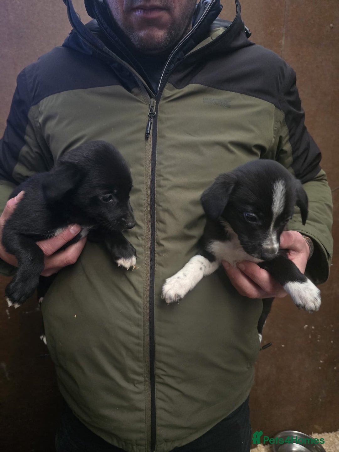 Mixed Breed dogs for sale: Collie whippet puppies  - Advert 7