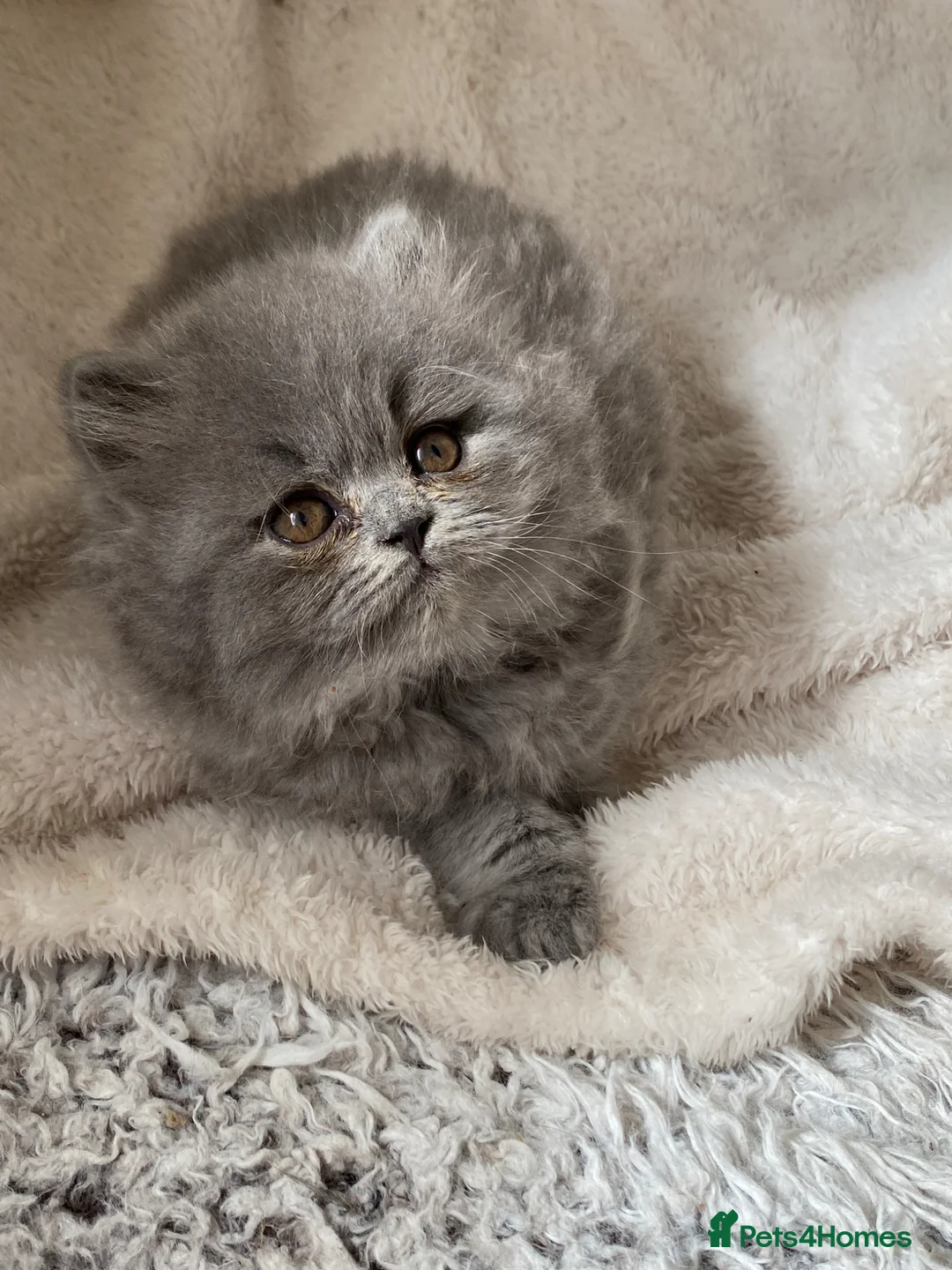 British Longhair cats for sale: Stunning longhair blue male  - Advert 1