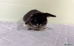 Rex rabbits for sale: Mini Rex's ‼️NOW AVAILABLE ‼️ 9 weeks old  - Advert 23