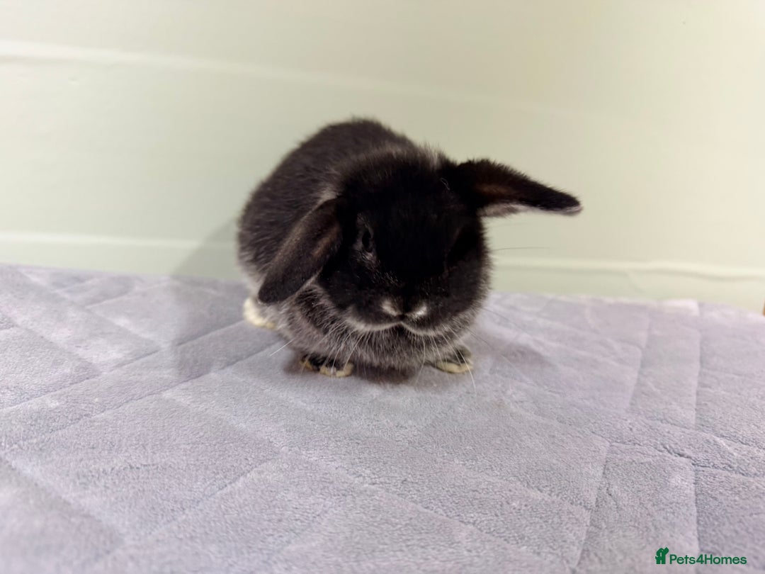 Rex rabbits for sale: Mini Rex's ‼️NOW AVAILABLE ‼️ 9 weeks old  - Advert 23