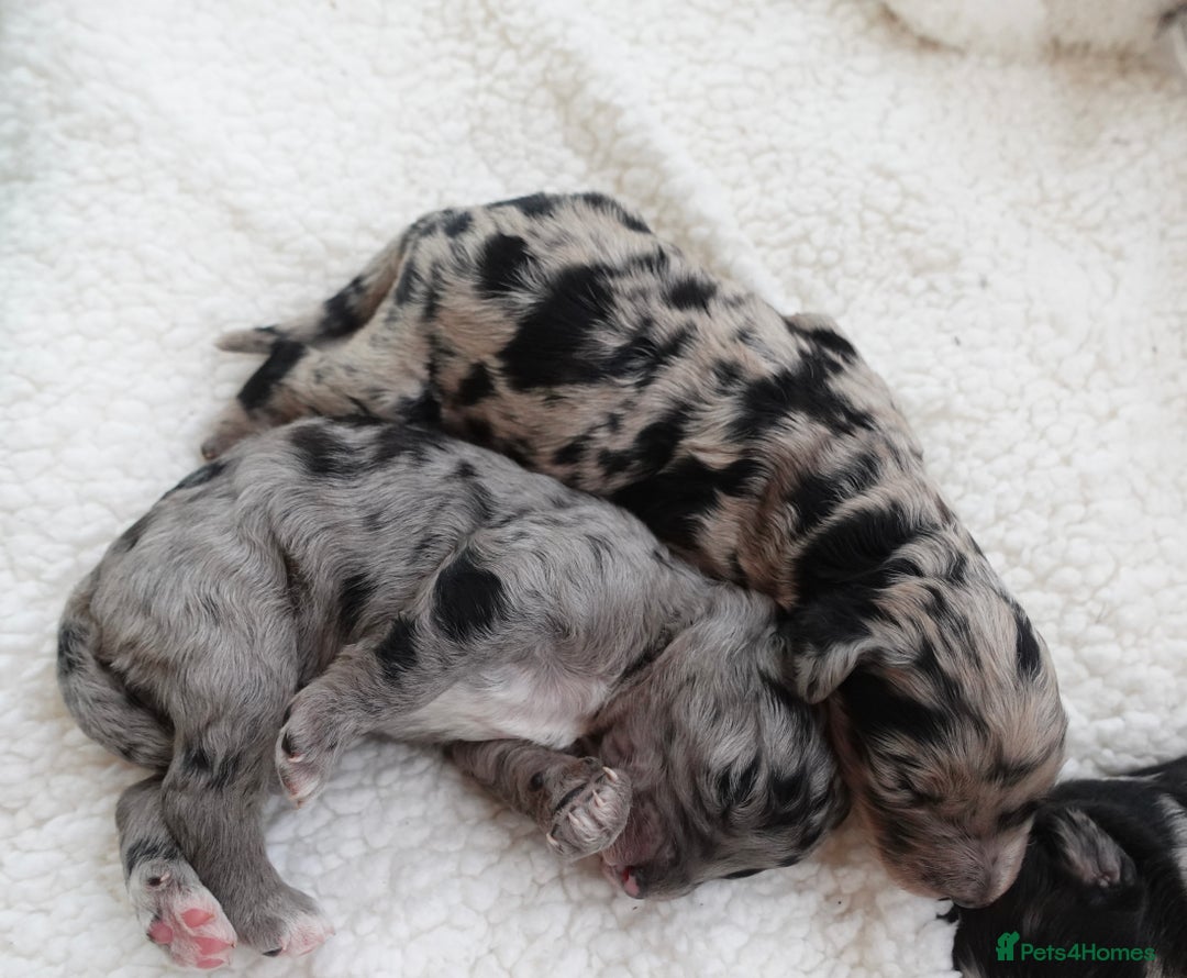 Sheepadoodle dogs for sale: Mini Sheepadoodle the wait is over!  - Image 5
