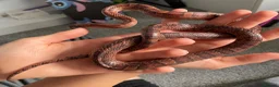 Corn Snake reptiles for sale: Corn Snake (Wild Type) - Advert 6