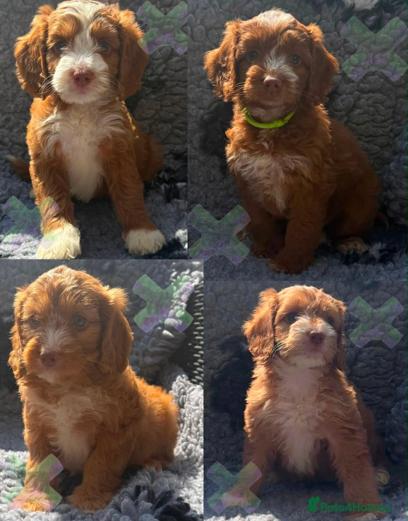 Cockapoo dogs F1 Apricots and fox reds mini cockapoos 30 dna clr - Advert 1