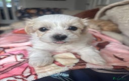 Maltipoo dogs for sale: Minnies maltipoos  - Image 30